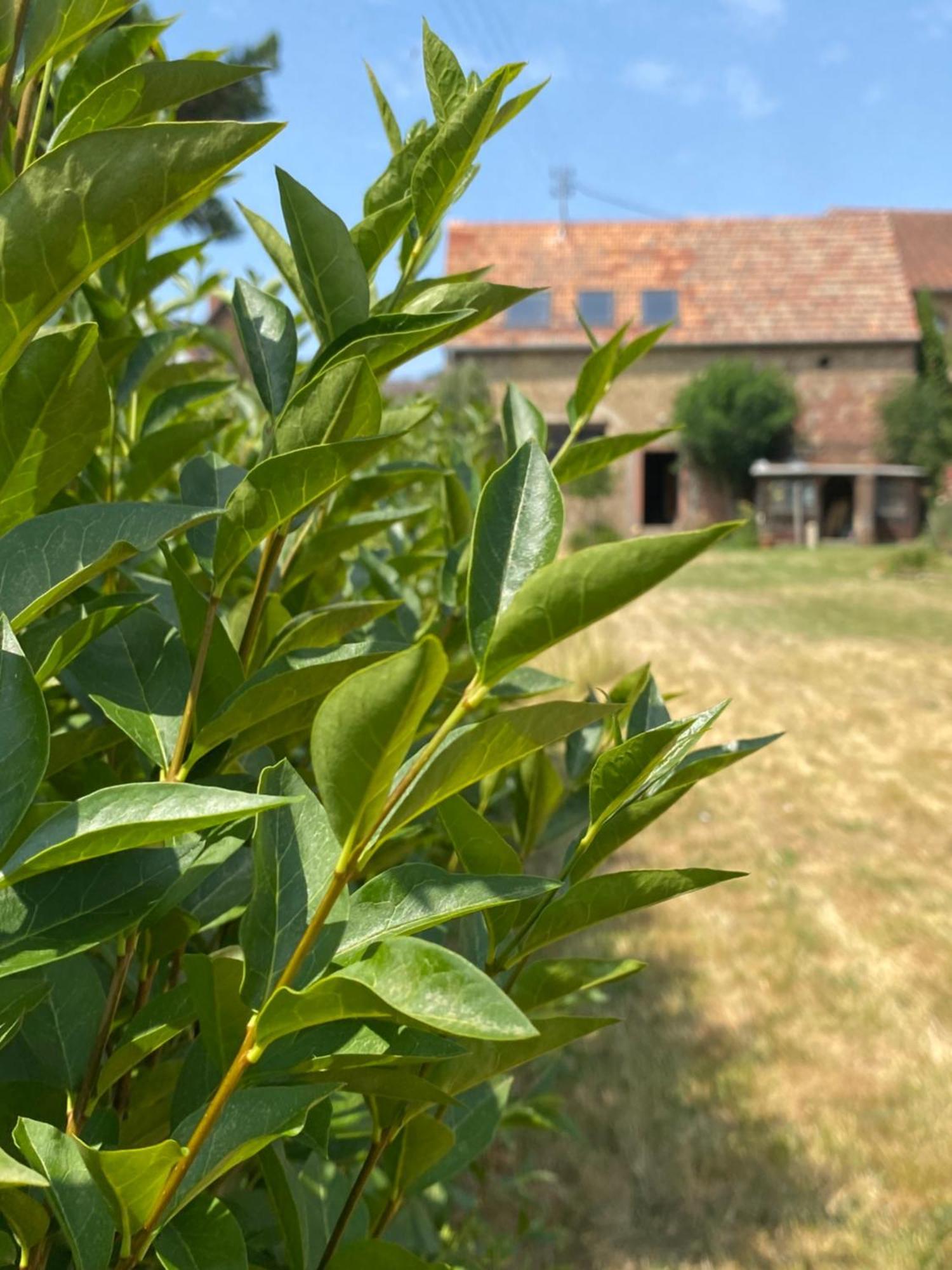 Forst an der Weinstrasse Zum Schockelgaul Gaestehaus מראה חיצוני תמונה
